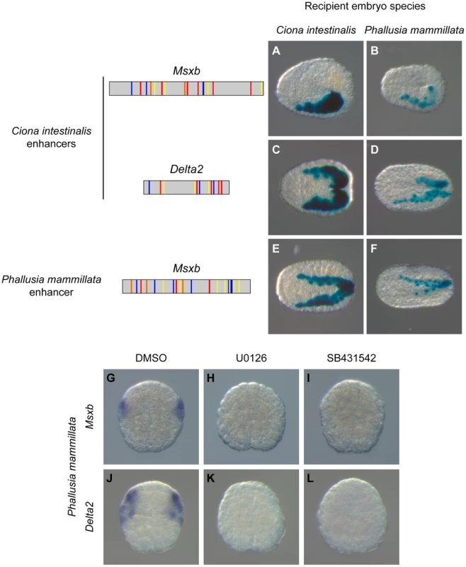 A shared regulatory logic in <i>Ciona intestinalis</i> and <i>Phallusia mammillata</i>.