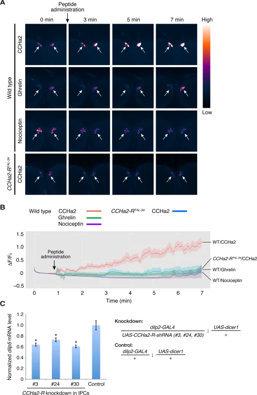 CCHa2 directly activates IPCs in the brain.