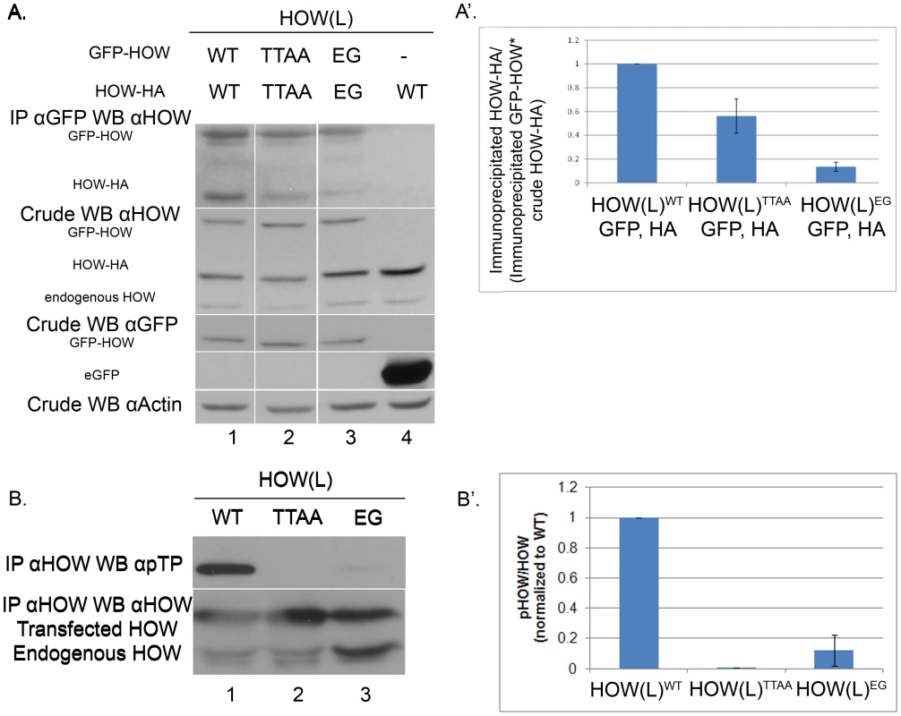 HOW(L) phosphorylation correlates with its homo-dimerization.