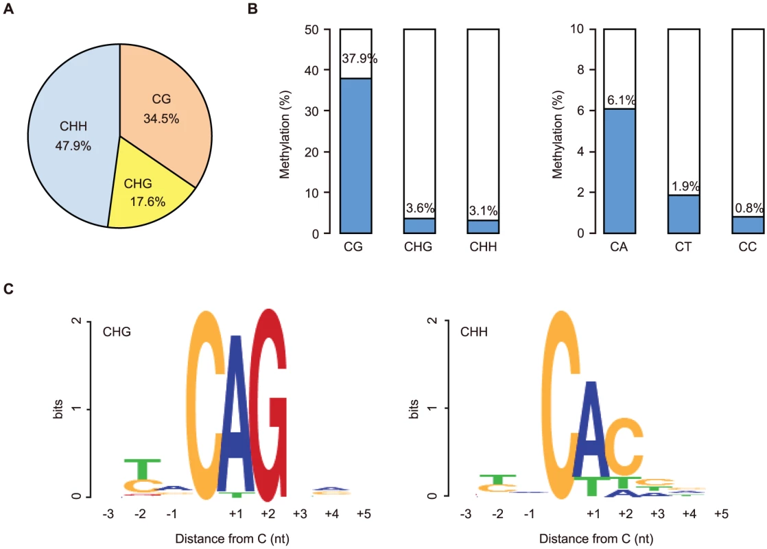 Abundant non-CG methylation in GVOs.