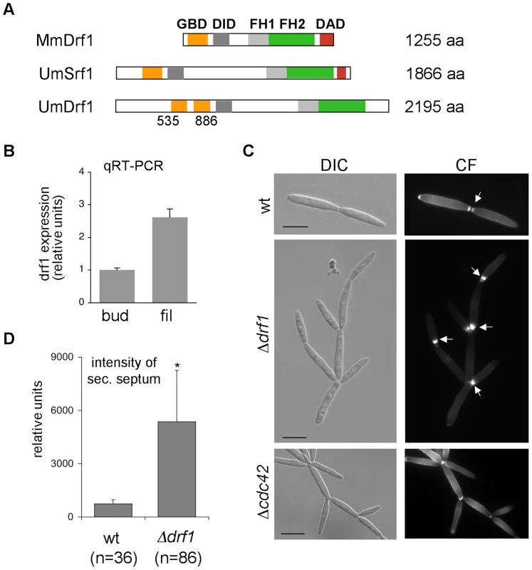 <i>drf1</i> expression is induced during filamentous growth and its deletion shows a cell separation defect.
