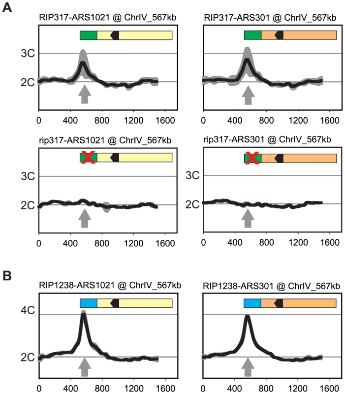 Re-initiation promoters can confer preferential re-initiation on exogenous origins.