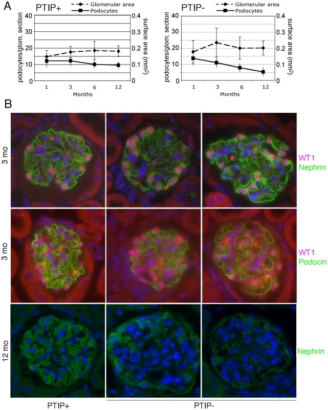 Podocyte Viability and Glomerular Morphology.