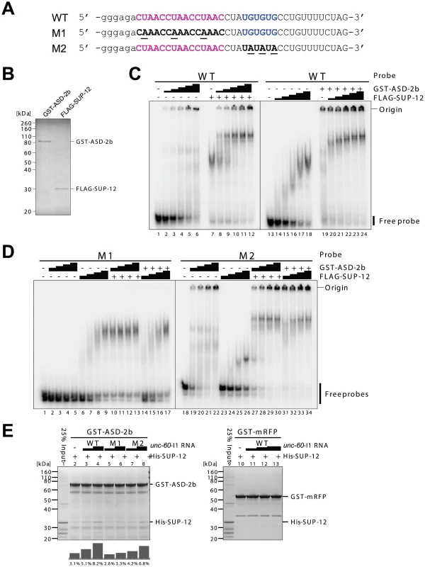 ASD-2 and SUP-12 cooperatively bind to <i>unc-60</i> intron 1A <i>in vitro</i> via direct and specific binding to CUAAC repeats and UGUGUG stretch, respectively.