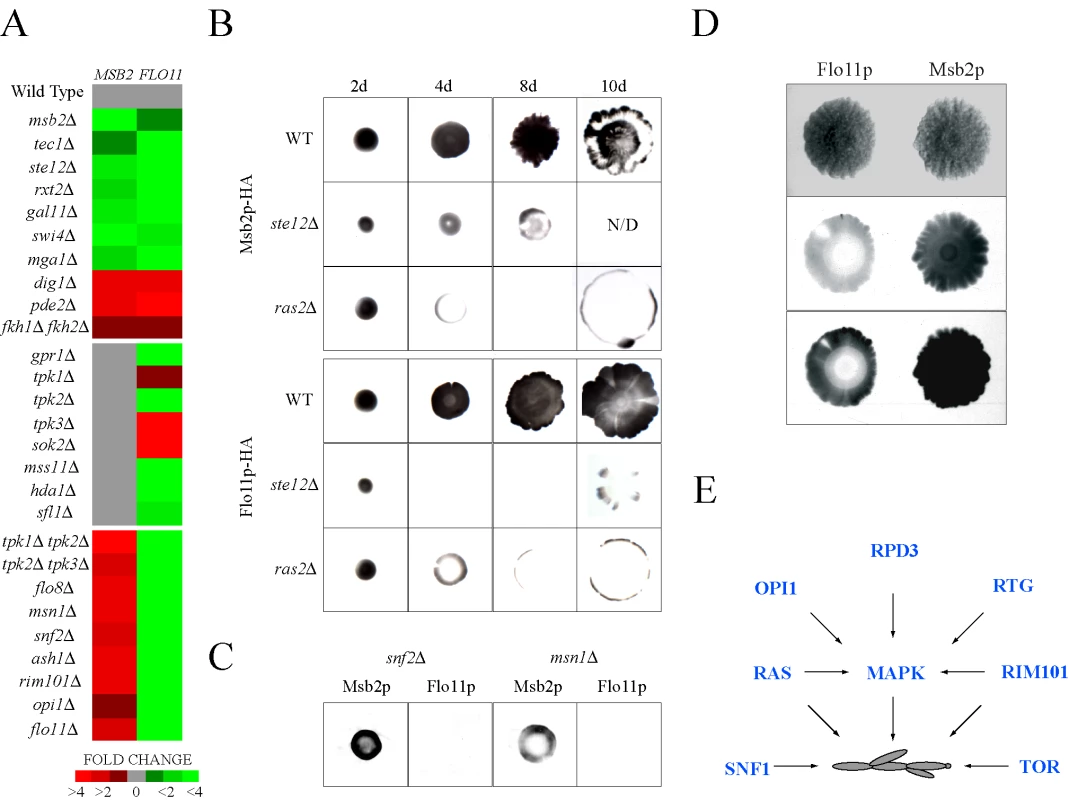 Comparative expression and secretion profiling of the <i>MSB2</i> and <i>FLO11</i> genes.