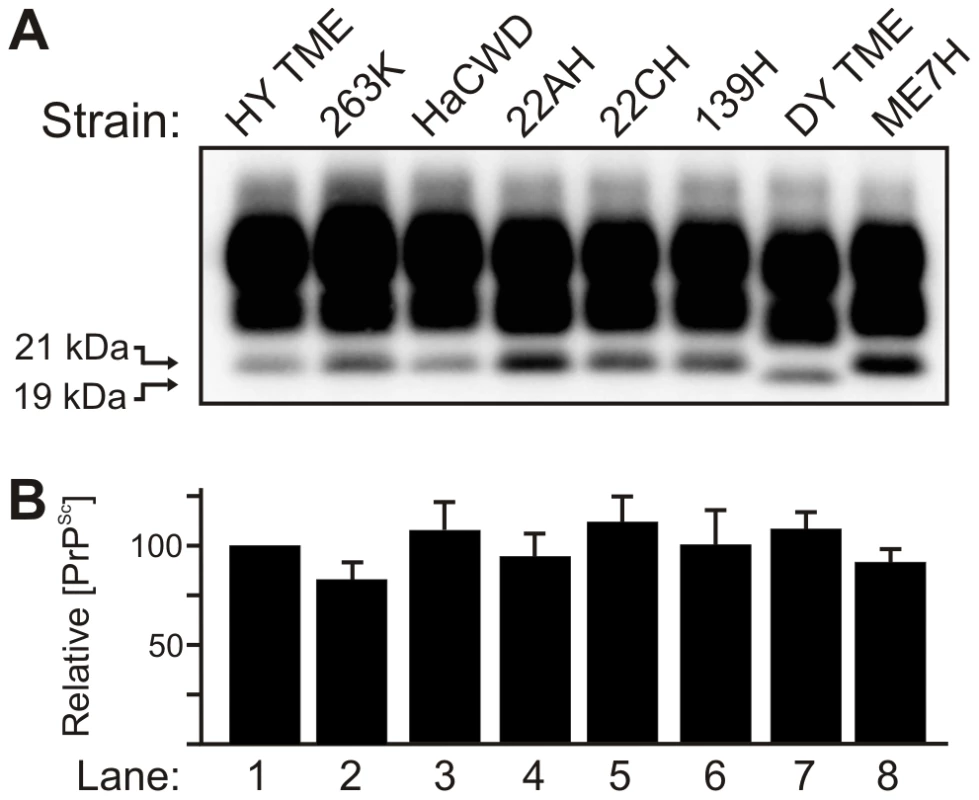The molecular weight and abundance of brain-derived PrP<sup>Sc</sup> of hamster-adapted hamster strains are similar.