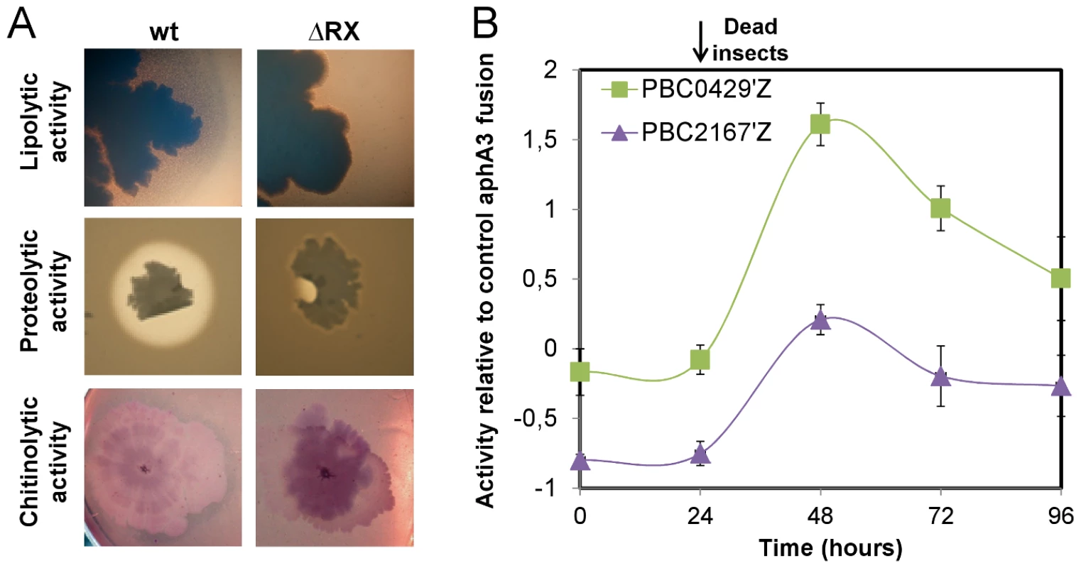NprR is involved in the necrotrophic development of <i>Bt</i> in the insect cadaver.