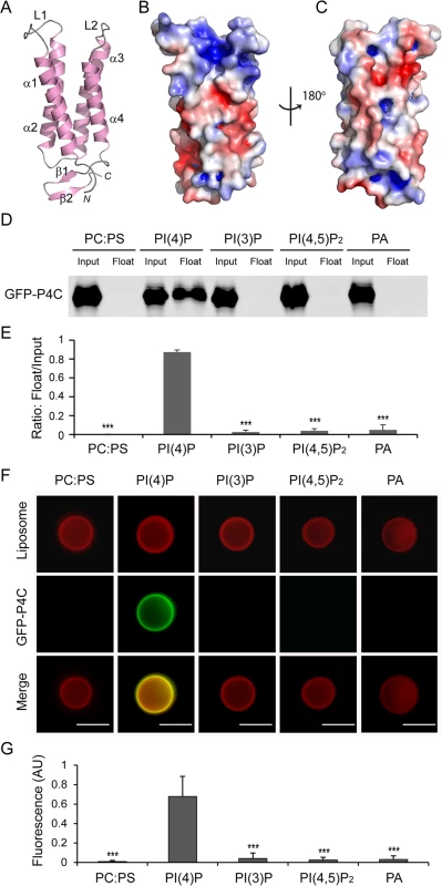The P4C domain of SidC specifically binds with PI(4)P.