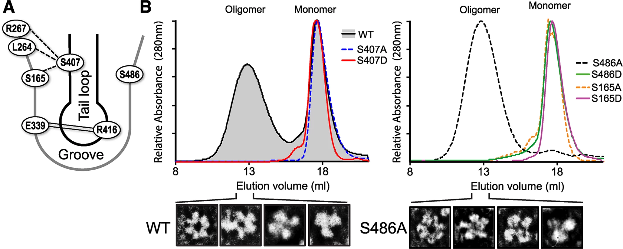 S407 and S486 are located at the NP:NP interface and influence oligomerization.