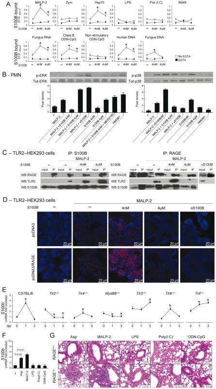 The S100B/RAGE axis restrains TLR2/MyD88–dependent inflammation.