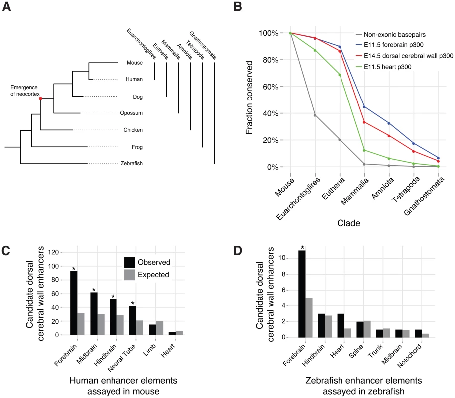 Conservation and additional functions of candidate dorsal cerebral wall enhancers.