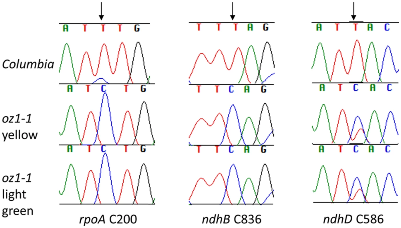 Chloroplast editing is not recovered in light green leaves of <i>oz1–1</i>.