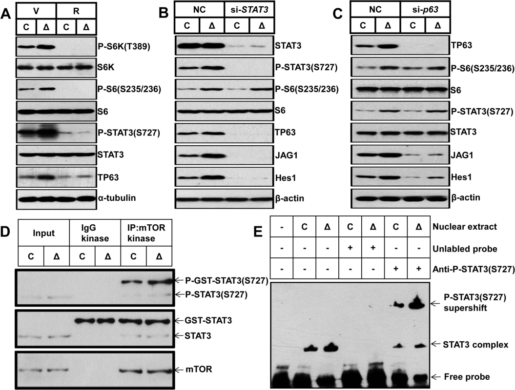 mTORC1 impairs osteoblast differentiation through the STAT3/p63/Jagged/Notch cascade upstream of Runx2.