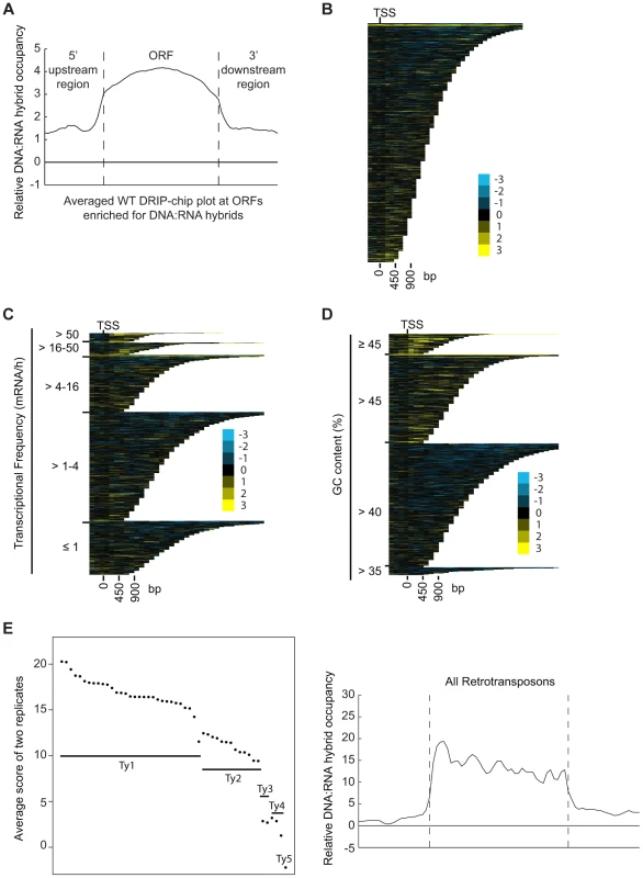 DNA:RNA hybrids are enriched at protein-encoding genes and retrotransposons of higher transcriptional frequency.