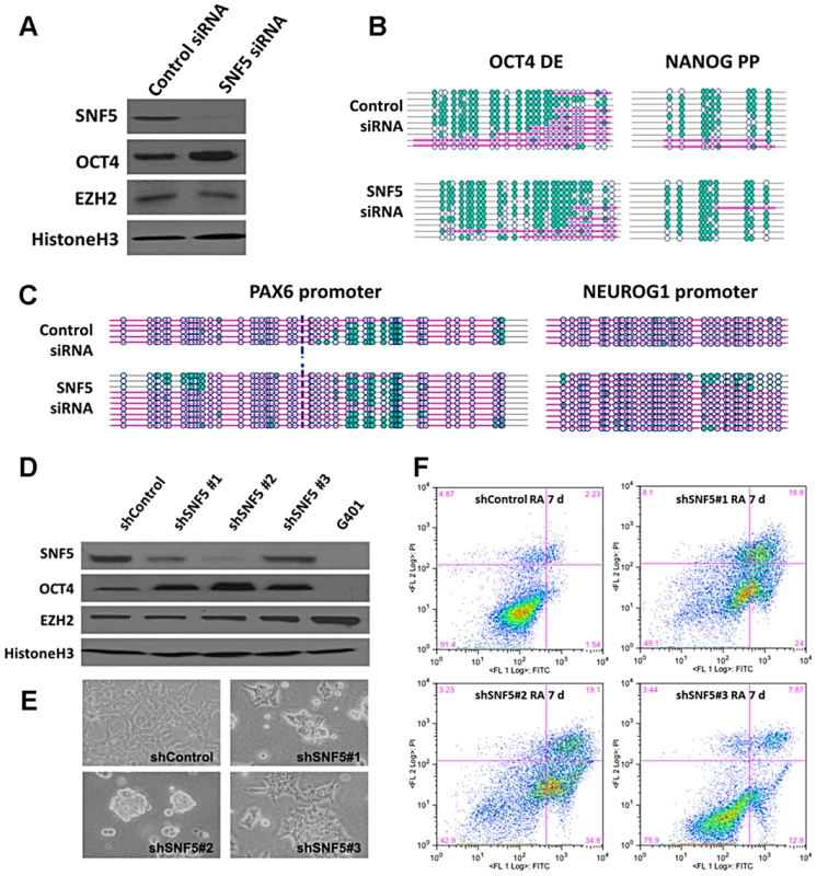 Knockdown of SNF5 enhances a stem cell like state and blocks differentiation.