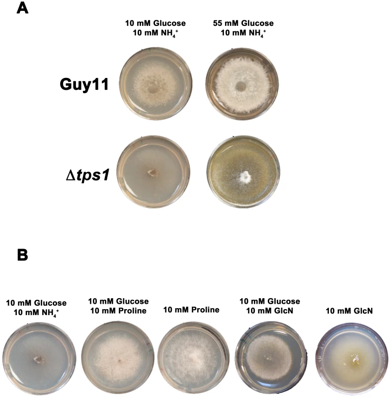 Glucose metabolism is impaired in Δ<i>tps1</i> strains.