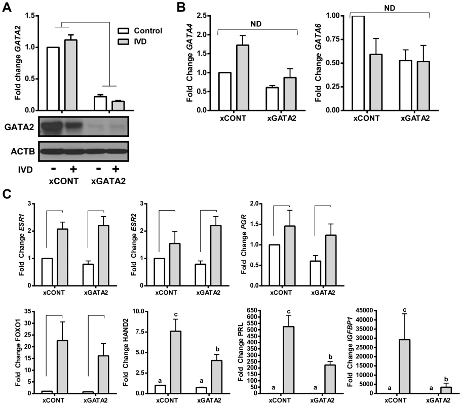 The effects of silencing GATA2 in EIUM.