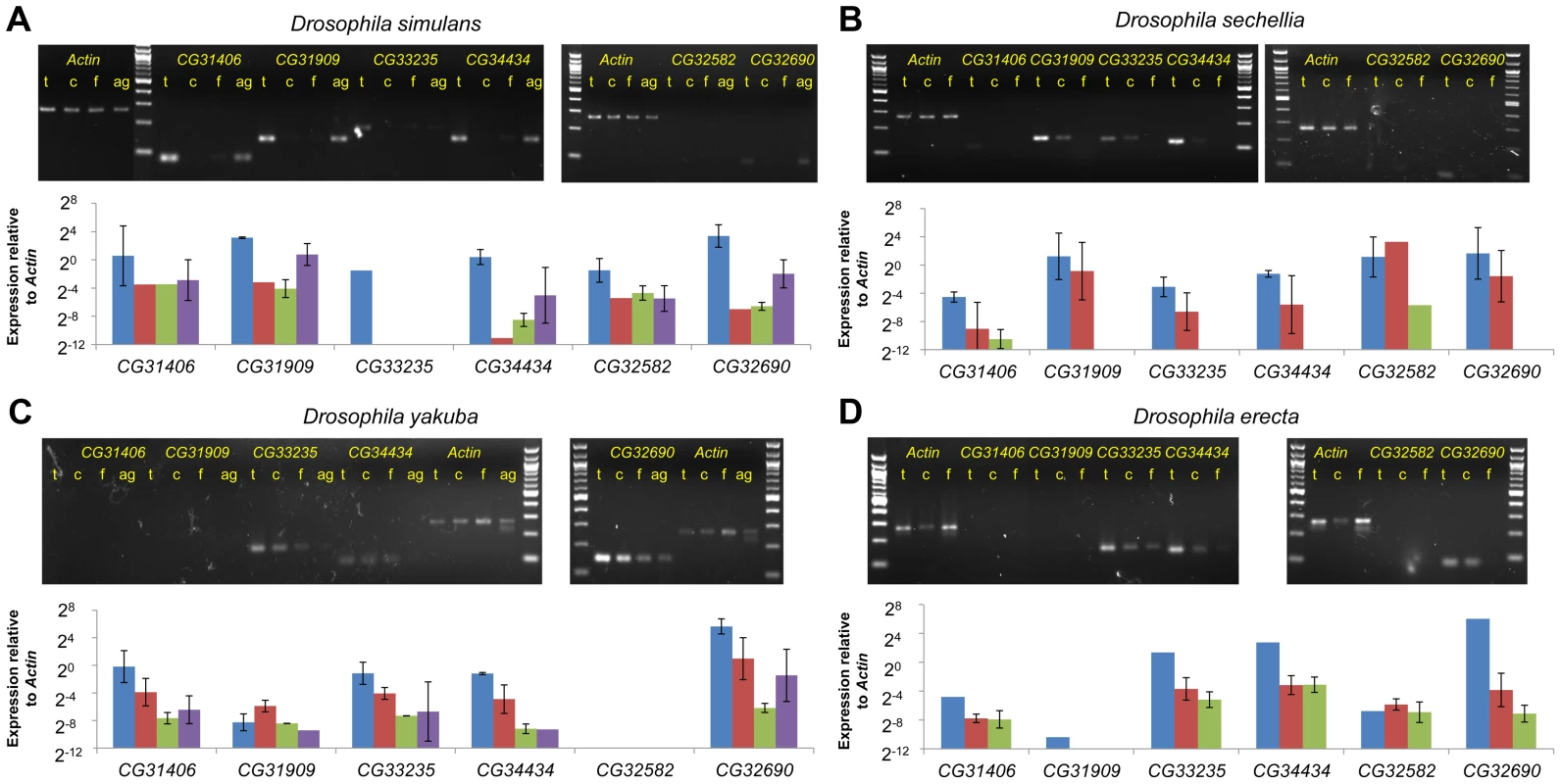 Testes biased expression of <i>de novo</i> genes is conserved across species.