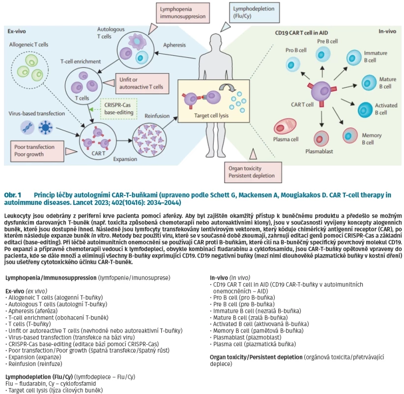Princip léčby autologními CAR-T-buňkami (upraveno podle Schett G, Mackensen A, Mougiakakos D. CAR T-cell therapy in autoimmune diseases. Lancet 2023; 402(10416): 2034–2044)