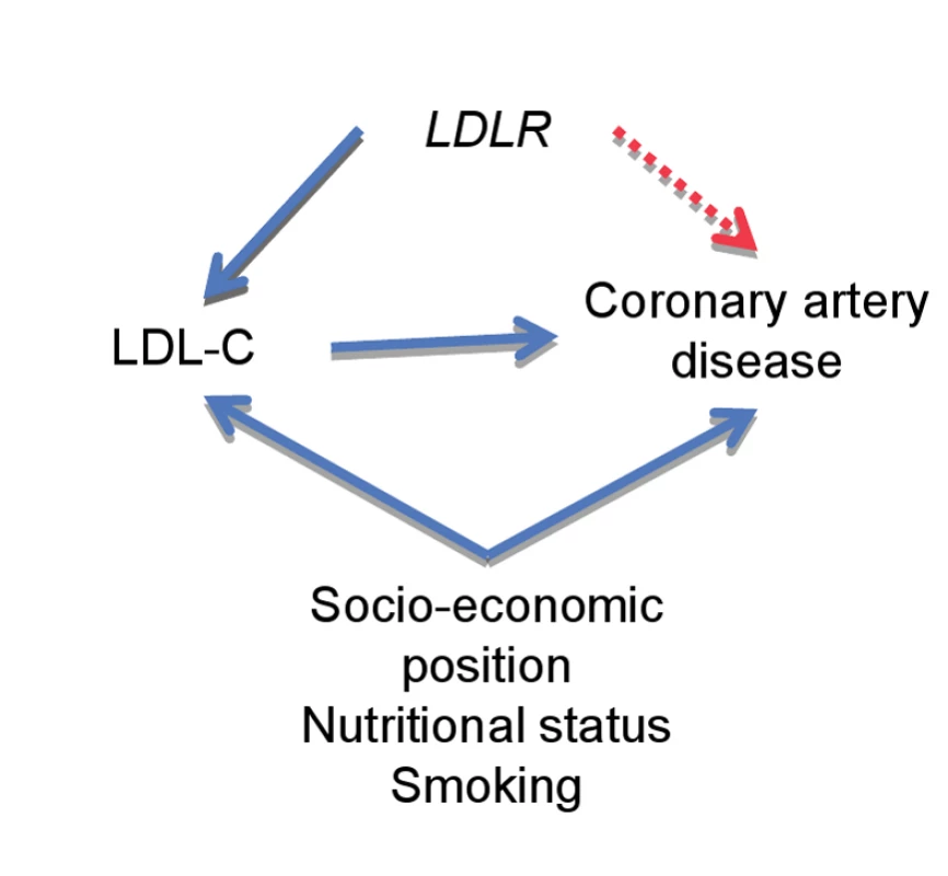 Applying Mendelian randomization to define the causal relationship between phenotype and disease.