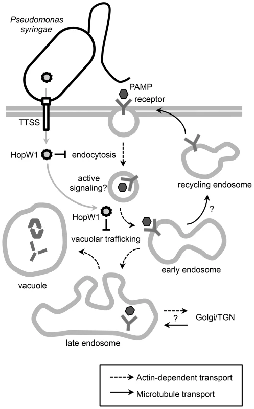 A schematic diagram of HopW1's effects on plant cells.
