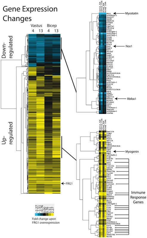 Gene expression changes in muscles of mice over-expressing FRG1.