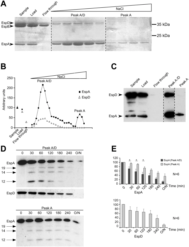 EspC preferentially targets EspA/EspD-containing structures.