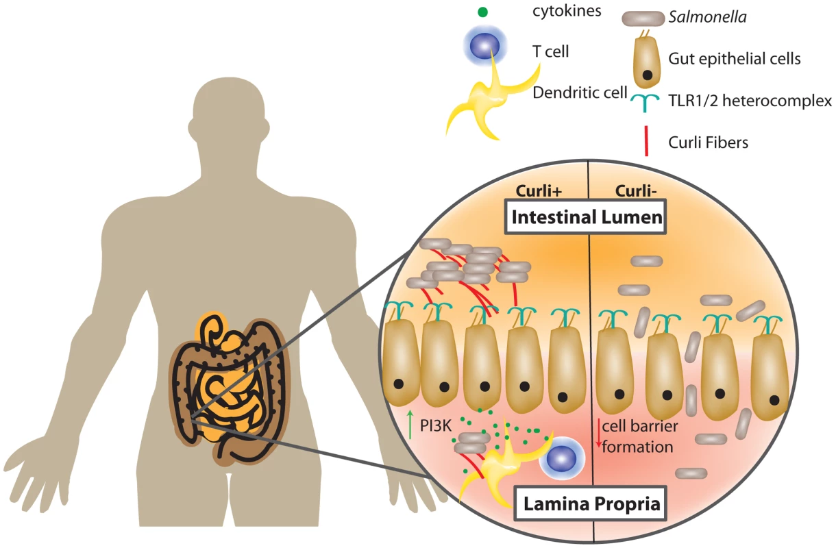 Gut epithelial cells and the host immune system recognize curli fibers.