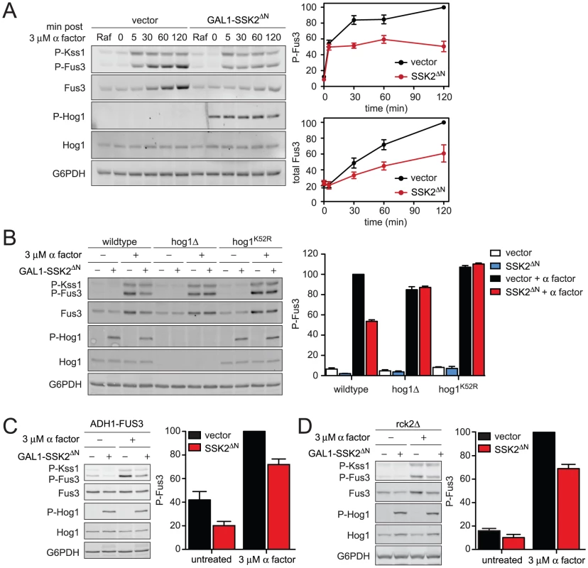 Constitutively active Hog1 dampens Fus3 activation and induction.