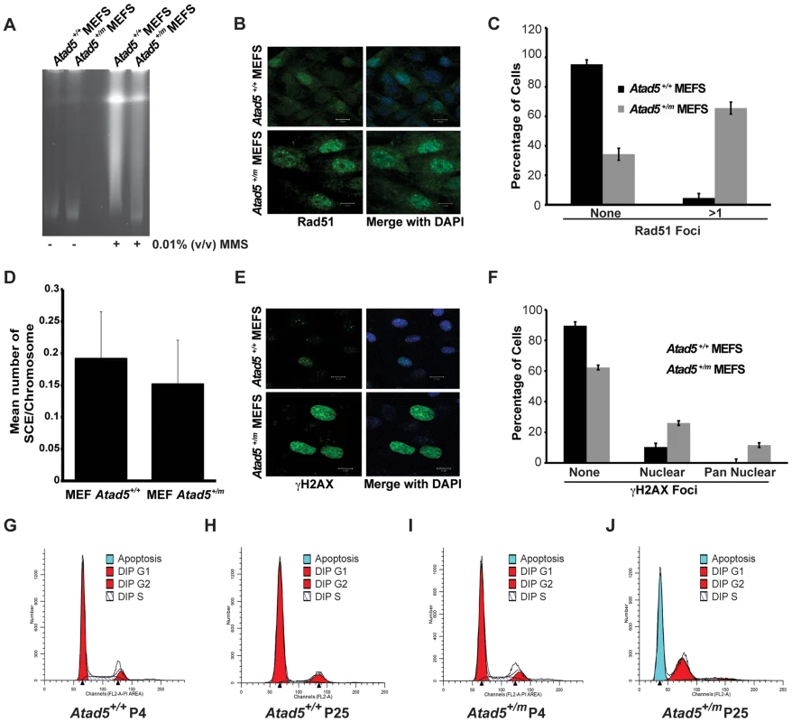 MEFs derived from the <i>Atad5<sup>+/m</sup></i> mice are defective in DNA repair, display a hyper-recombination phenotype, and are apoptosis-prone.