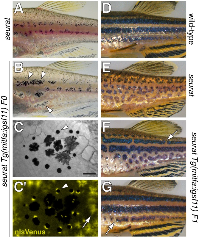 <i>seurat</i> mutant phenotype rescued by wild-type <i>igsf11</i> expressed in <i>mitfa</i>+ pigment cell precursors.