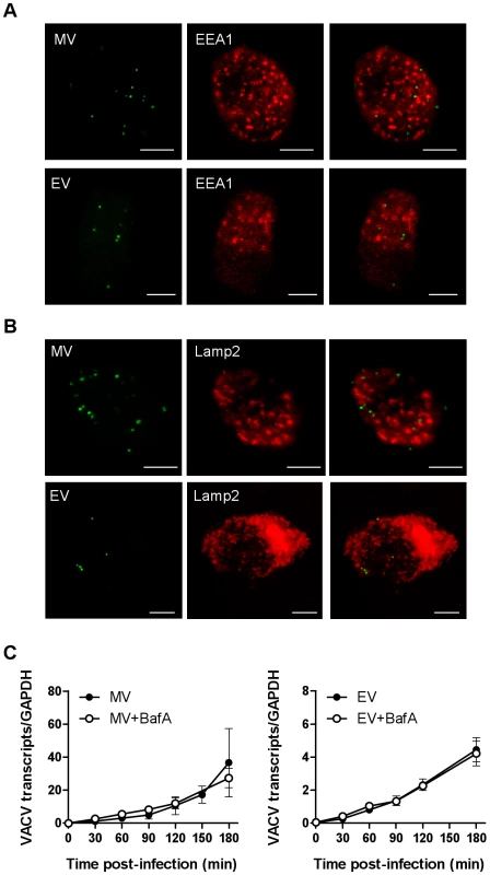 VACV does not colocalise with endolysosomal markers and is not dependent on low pH to enter the cytoplasm.