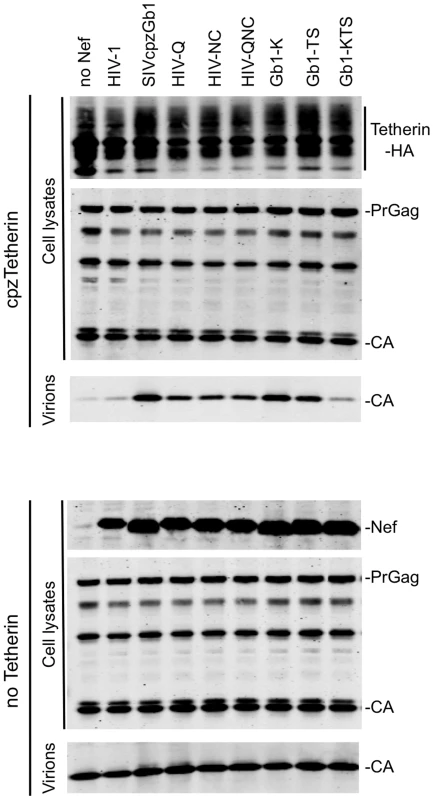 Identification of Nef amino acids important for Tetherin antagonism.