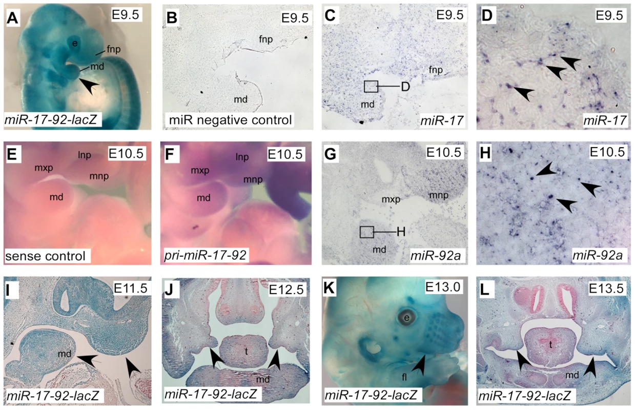 Expression pattern of <i>miR-17-92</i> at different embryonic stages.