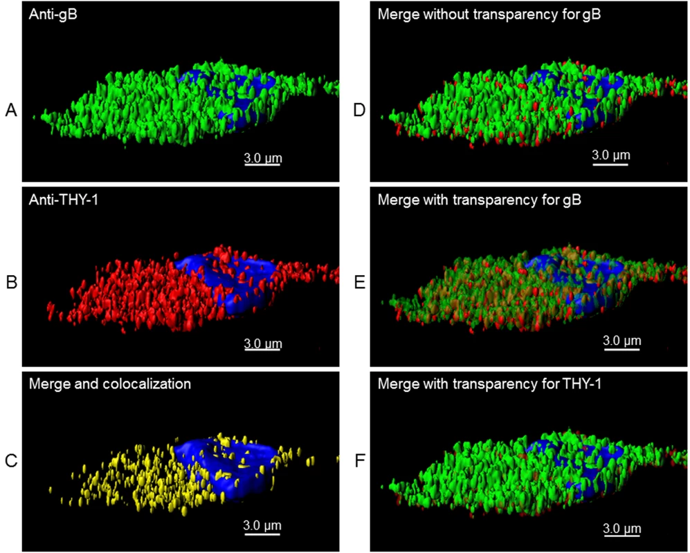 3-D reconstruction of cell membrane showing the orientation of gB relative to THY-1 in HCMV-infected cells by confocal microscopy.