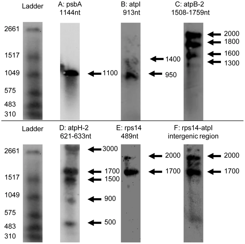 Northern blots of <i>Chromera velia</i> chloroplast transcripts.