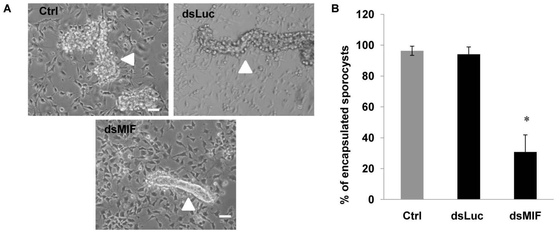 BgMIF is essential to promote <i>in vitro</i> encapsulation of <i>S. mansoni</i> sporocysts.