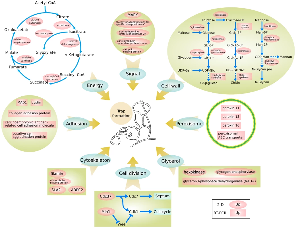 A proposed model for trap formation in <i>A. oligospora.</i>