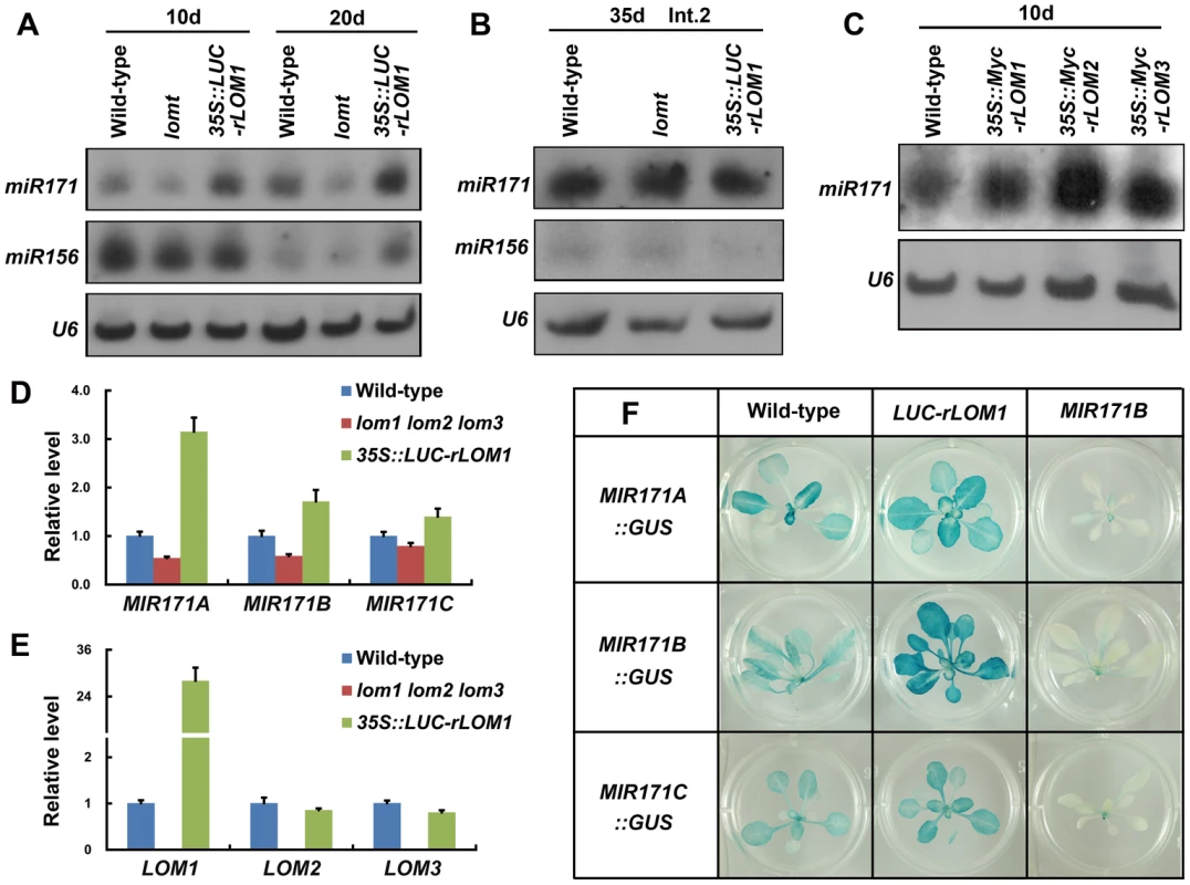 LOMs regulate <i>MIR171</i> expression.