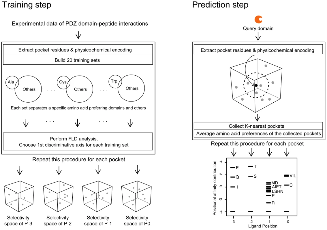 Construction of a quantitative model of PDZ domain-ligand interactions and generation of PWMs of human PDZ domains.