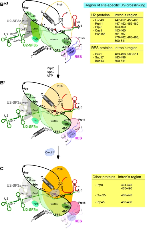 Summary of site-specific UV crosslinking of proteins to the intron region around the branch-site in the B<sup>act</sup> complex and their dynamics following the conversion of B<sup>act</sup> into the B* complex (i.e., catalytically activated) and during the subsequent conversion of the latter into the C complex (i.e., the step 1 spliceosome).