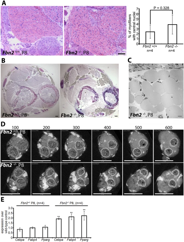Muscle architecture and forelimb fat at P8.
