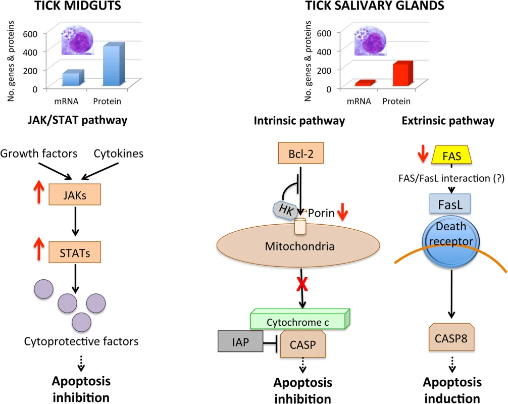 Effect of <i>A</i>. <i>phagocytophilum</i> infection on adult female midguts and salivary glands.