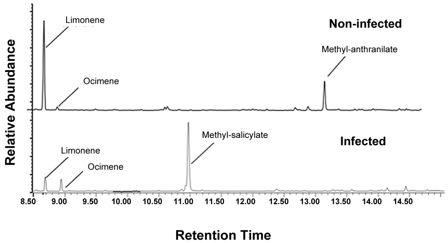 Chromatograms displaying volatile differences between Las-infected and non-infected plants.