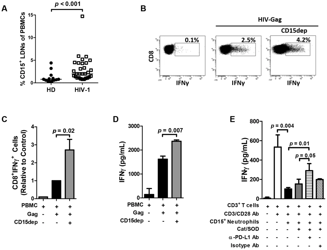 Neutrophil suppression of T cell function is mediated in part via the PD-L1/PD-1 pathway.