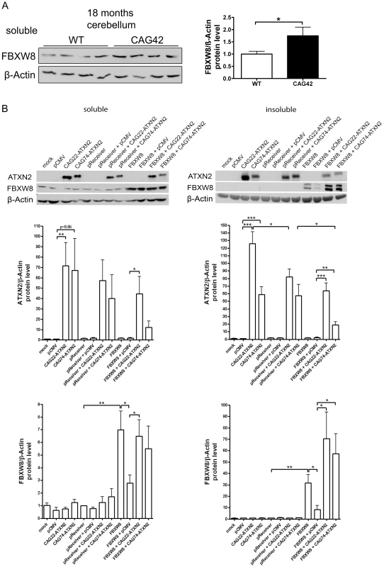 Elevated FBXW8 diminishes specifically insoluble expanded ATXN2.