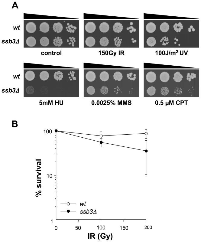 Genotoxin sensitive phenotypes of <i>ssb3Δ</i> mutants.