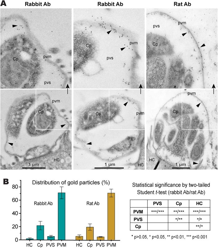 Subcellular distribution of CpLDH protein in intracellular <i>C</i>. <i>parvum</i> by immunoelectron microscopy (IEM).