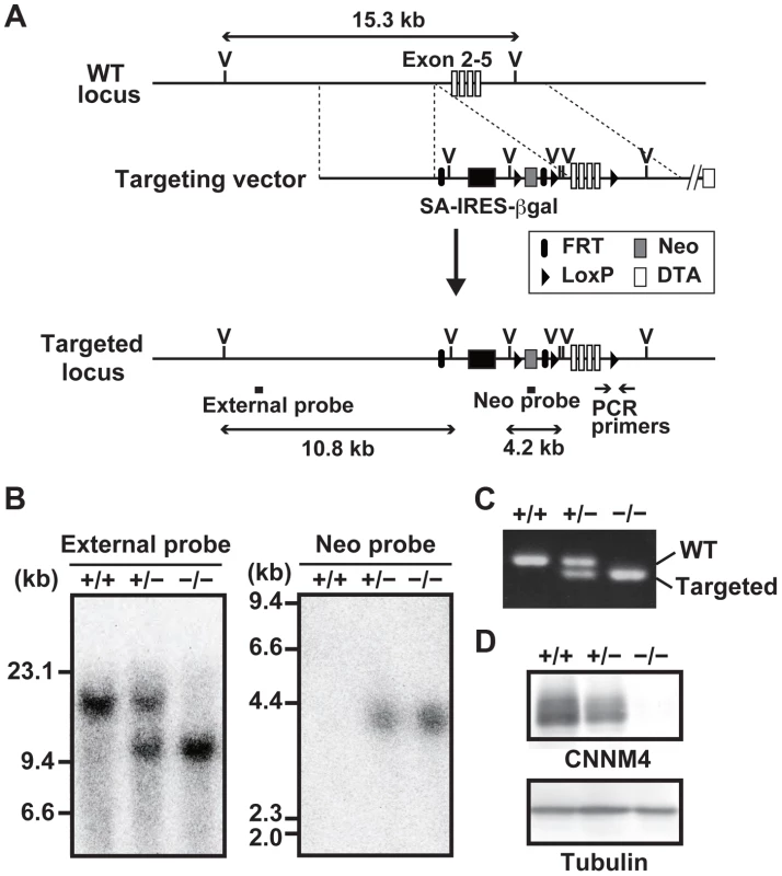 Generation of CNNM4-knockout mice.