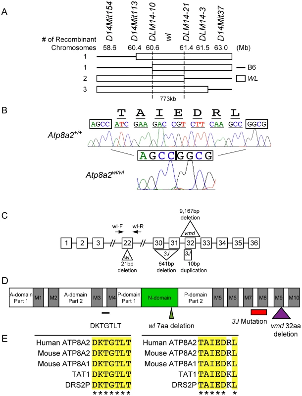 Positional cloning of the <i>wl</i> mutation.
